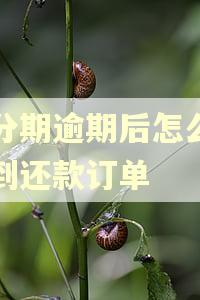 来分期逾期后怎么看不到还款订单