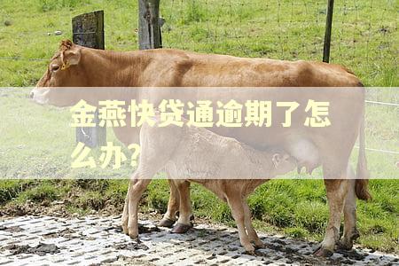 金燕快贷通逾期了怎么办？