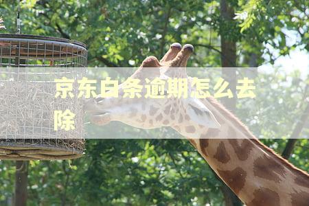 京东白条逾期怎么去除