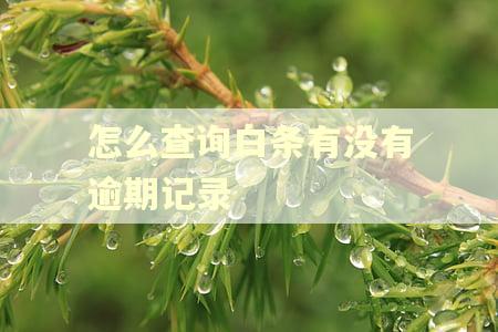 怎么查询白条有没有逾期记录