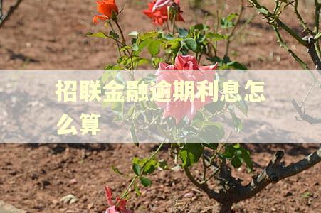 招联金融逾期利息怎么算 招联金融逾期利息怎么算
