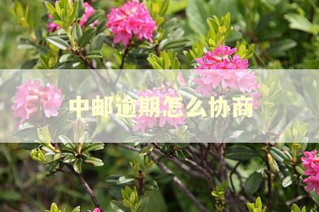 中邮逾期怎么协商