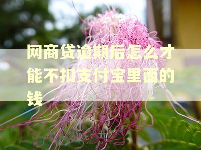 网商贷逾期后怎么才能不扣支付宝里面的钱