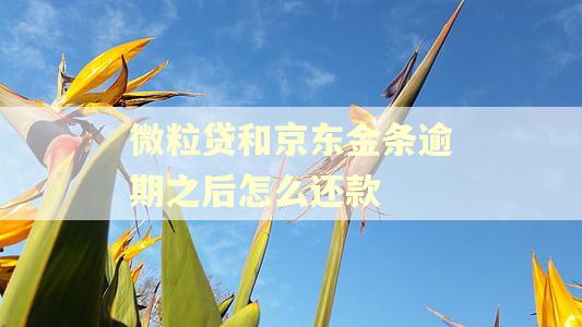 微粒贷和京东金条逾期之后怎么还款