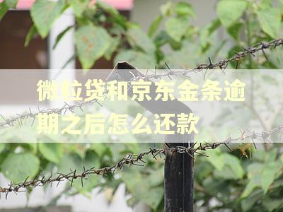 微粒贷和京东金条逾期之后怎么还款 微粒贷和京东金条逾期之后怎么还款