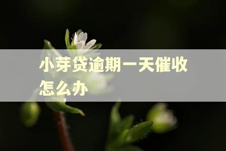 小芽贷逾期一天催收怎么办