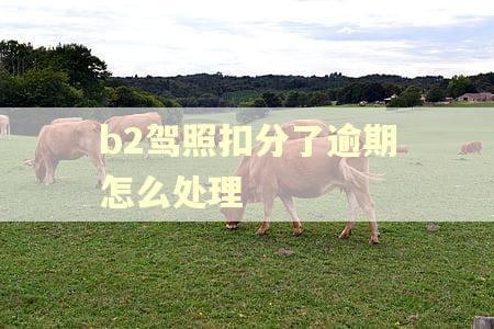b2驾照扣分了逾期怎么处理 b2驾照扣分了逾期怎么处理