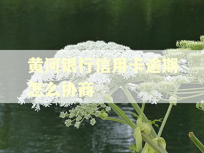 黄河银行信用卡逾期怎么协商 黄河银行信用卡逾期怎么协商