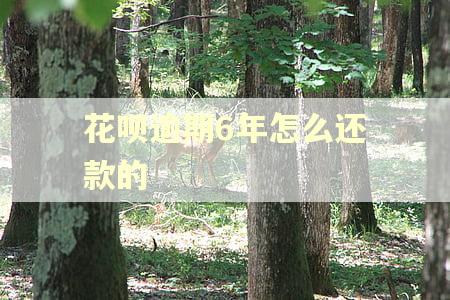 花呗逾期6年怎么还款的