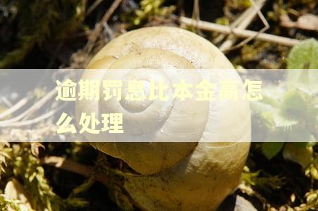 逾期罚息比本金高怎么处理