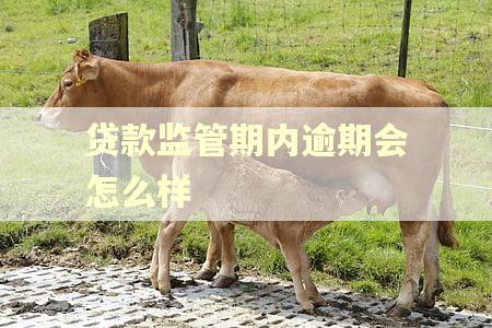贷款监管期内逾期会怎么样 贷款监管期内逾期会怎么样