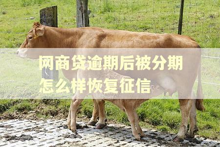 网商贷逾期后被分期怎么样恢复征信
