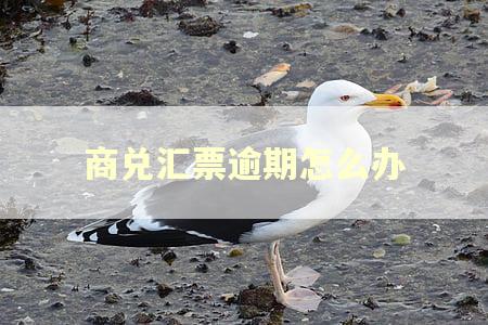 商兑汇票逾期怎么办