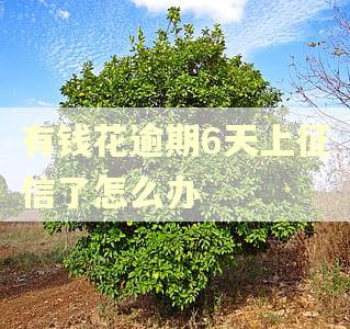 有钱花逾期6天上征信了怎么办