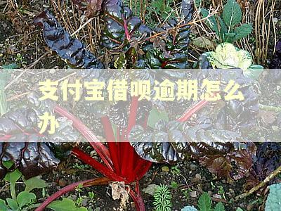 支付宝借呗逾期怎么办