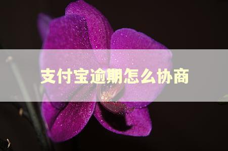 支付宝逾期怎么协商