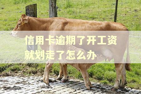 信用卡逾期了开工资就划走了怎么办