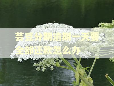 芸豆分期逾期一天要全部还款怎么办