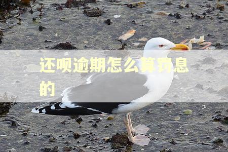 还呗逾期怎么算罚息的 还呗逾期怎么算罚息的