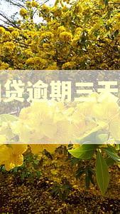 拍拍贷逾期三天会怎么样