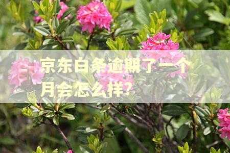 京东白条逾期了一个月会怎么样?