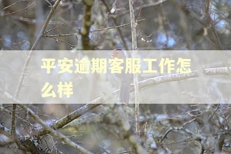 平安逾期客服工作怎么样