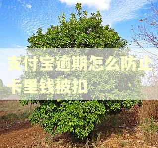 支付宝逾期怎么防止卡里钱被扣