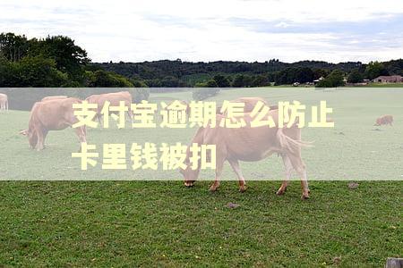 支付宝逾期怎么防止卡里钱被扣 支付宝逾期怎么防止卡里钱被扣