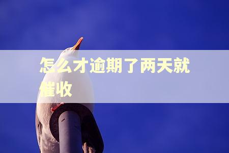 怎么才逾期了两天就催收
