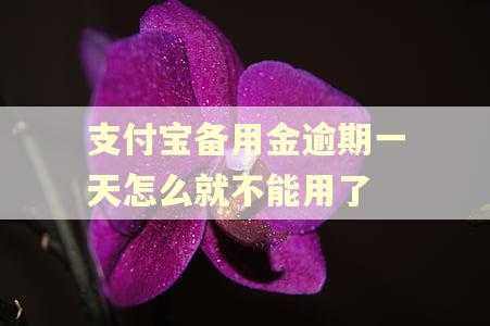 支付宝备用金逾期一天怎么就不能用了