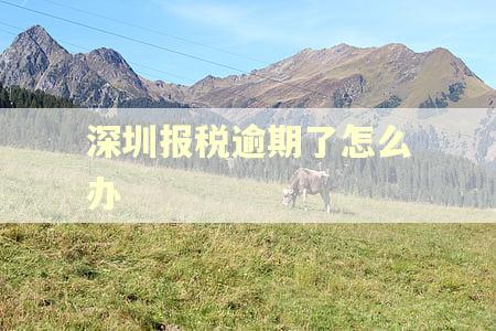 深圳报税逾期了怎么办