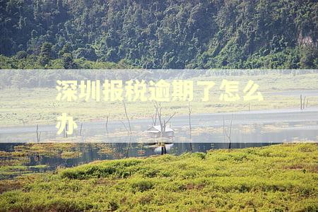 深圳报税逾期了怎么办
