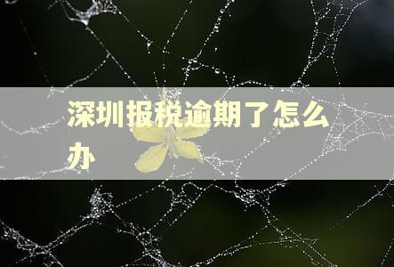 深圳报税逾期了怎么办