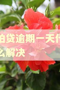 拍拍贷逾期一天代偿怎么解决 拍拍贷逾期一天代偿怎么解决