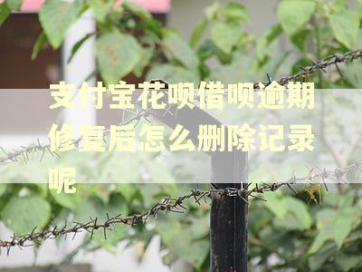 支付宝花呗借呗逾期修复后怎么删除记录呢