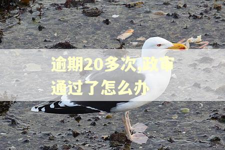逾期20多次,政审通过了怎么办