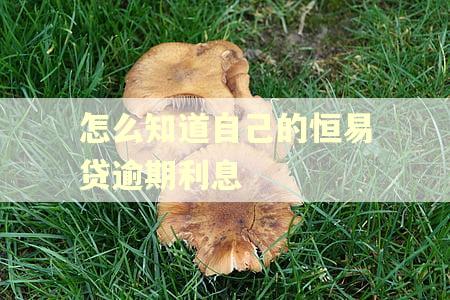 怎么知道自己的恒易贷逾期利息