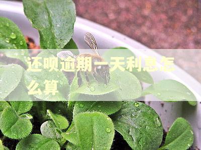 还呗逾期一天利息怎么算