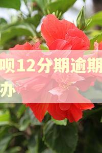 花呗12分期逾期怎么办