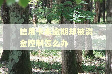 信用卡未逾期却被资金控制怎么办