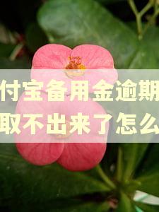 支付宝备用金逾期两天取不出来了怎么办