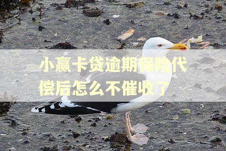 小赢卡贷逾期保险代偿后怎么不催收了