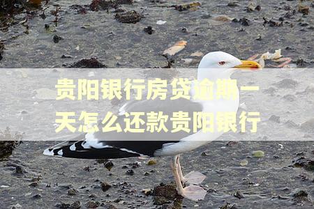 贵阳银行房贷逾期一天怎么还款贵阳银行