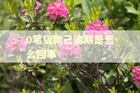 0笔贷款己逾期是怎么回事