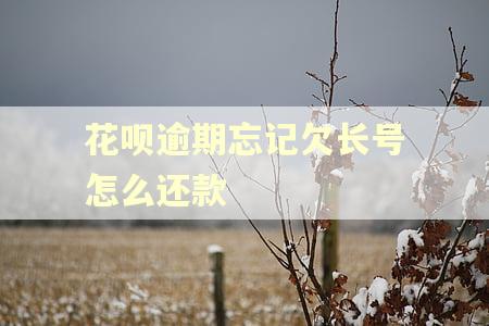花呗逾期忘记欠长号怎么还款