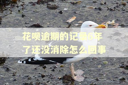 花呗逾期的记录6年了还没消除怎么回事 花呗逾期的记录6年了还没消除怎么回事