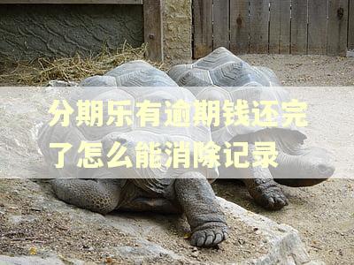 分期乐有逾期钱还完了怎么能消除记录