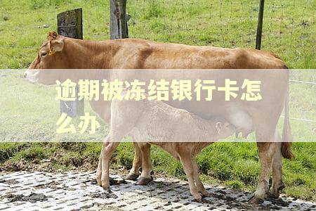 逾期被冻结银行卡怎么办
