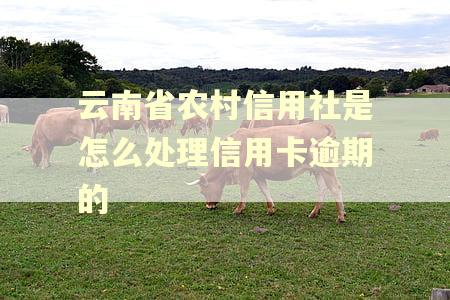 云南省农村信用社是怎么处理信用卡逾期的