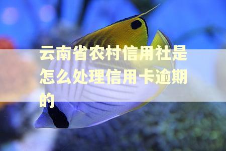 云南省农村信用社是怎么处理信用卡逾期的 云南省农村信用社是怎么处理信用卡逾期的